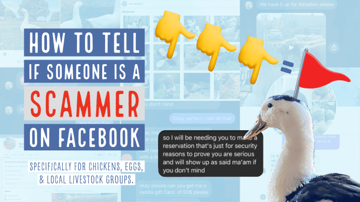 How To Tell Scammers Apart on Facebook Livestock Groups